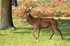 Red Deer