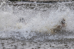 Dovedale Dash-24