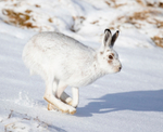 Mountain Hare - Lepus timidus
