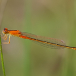 Scarce Blue-tailed Damselfly (Ischnura pumilio) F-imm 'aurantiaca'