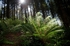Forest Fern
