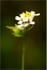 Garlic-Mustard