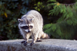 Raccoons portfolio