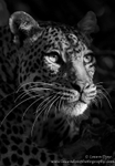 Leopard portrait in Black and White