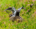 Red Grouse (female) stretching wings, Findhorn Valley