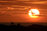 Flying Black-browed Albatross crossing setting sun, Steeple Jason
