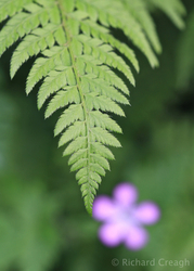Fern and Herb Robert