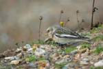 Snow Bunting