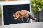 Urban dog fox in Bristol Street _ UR0011