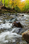 Tollymore Forest 2020 - The Shimna River