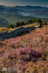 Above Coed y Brenin