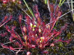Sundew