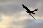 Silhouette of Osprey carrying branch, Fort De Soto Park, Florida