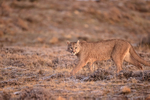 Puma Brissa, side profile, walking, Torres del Paine, Chile