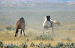 Horsin Around_6633
