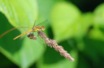 Common Darter