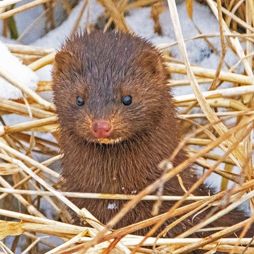 An American Mink poking it's head out of straw along a creek bed. American Minks are members of the weasel family and…