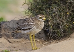 Stone Curlew