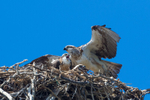 0A3A4979 Crowded Nest