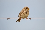 Corn Bunting