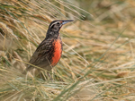 Long-tailed Meadowlark (male), Carcass Island, The Falklands
