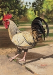 Rooster