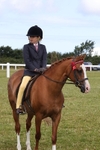 Class 31: Show Pony 148cm and under portfolio