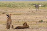 _84Y1107 Amboseli