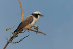 White-crowned Shrike