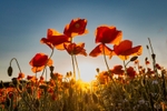 No.0123 Exton Road Poppies