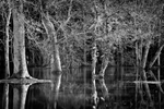 Minster Lovell Trees 02