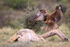 Black Kite slowing to land on rock, Catalonia, Spain