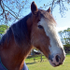 Rachel's Horses 14