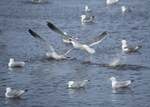 Gulls