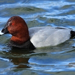 Pochard