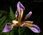 Stinking Iris