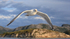 Herring Gull close to boat, Norway