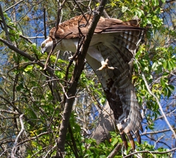 Osprey_0012