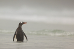 Gentoo standing in shallow water, Saunders Island, Falklands
