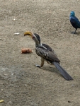 Southern Yellow Billed Hornbill - SA