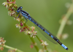 Common Blue Damselfly, Cheshire