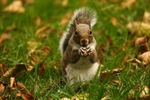 A Squirrel 4