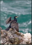 Cormorant