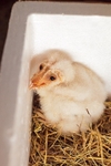 Loki at 18 days old