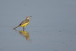 Grey-headed Yellow Wagtail