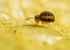 Sminthurinus elegans