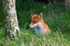 Red Fox