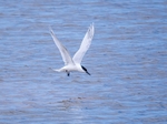 Sandwich Tern