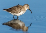 Dunlin 2
