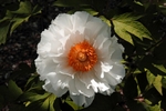 Japanese Peony (orange)